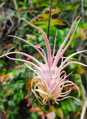 展示 雨林T.Sweetness易发色三血统杂交（空可乐x柔嘉）x霸王