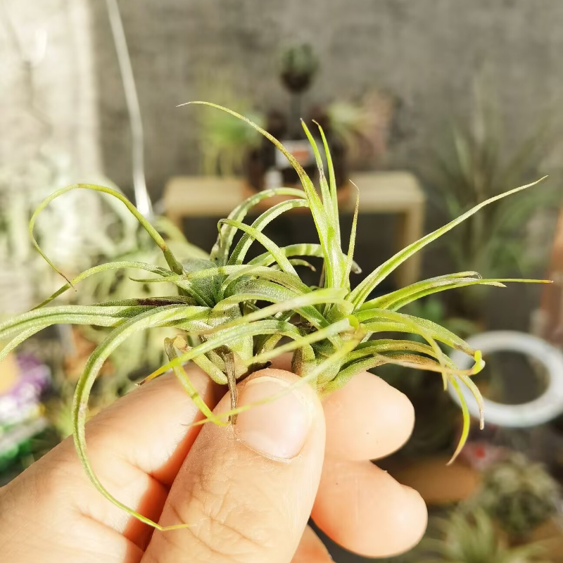 直播 一物一拍 手播品种 T.Oriental Laughing Buddha东方笑佛