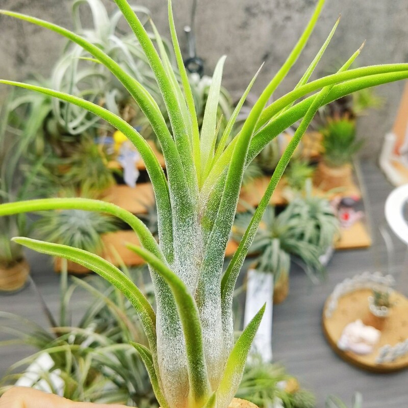 直播 绿领园空气凤梨 一物一拍时令草本花卉