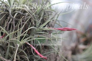 展示 鸟岩 Tillandsia lorentziana (blue flowers）蓝花诺伦兹