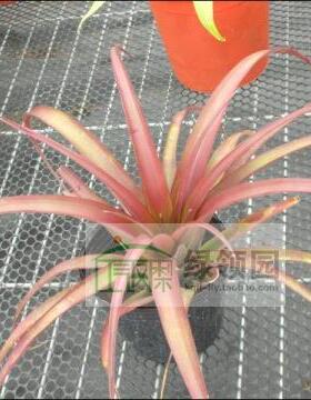 展示 空气凤梨 T.flabellata'Rubra'(Large Form)火焰全红大型