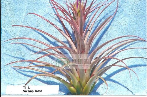 空气凤梨【展示】T. 'Swanp Rose'(durangensis x seleri)