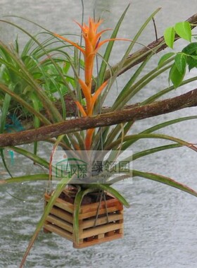 展示 空气凤梨 Tillandsia capitata 'Orange' 卡比橘色