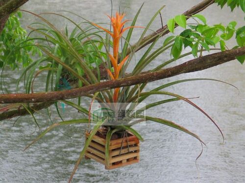 展示 空气凤梨 Tillandsia capitata 'Orange' 卡比橘色