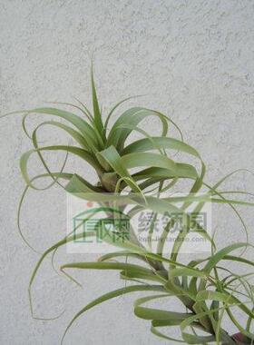 空气凤梨【展示】Tillandsia Latifolia Caulescent 新毒药变种