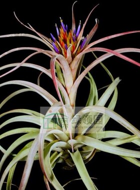 展示 空气凤梨 T.‘Perfectly Peachy’卡比水蜜桃x空可乐