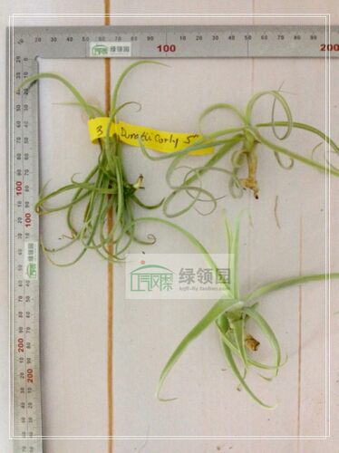 展示 空气凤梨 T. Duratii Curly 5‘(Fragrant) 开放树猴