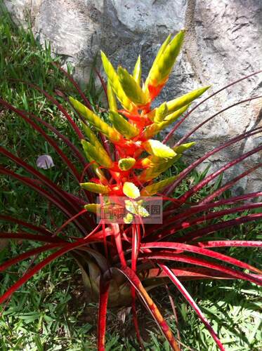 展示 空气凤梨 Tillandsia Callichroma 卡里科马
