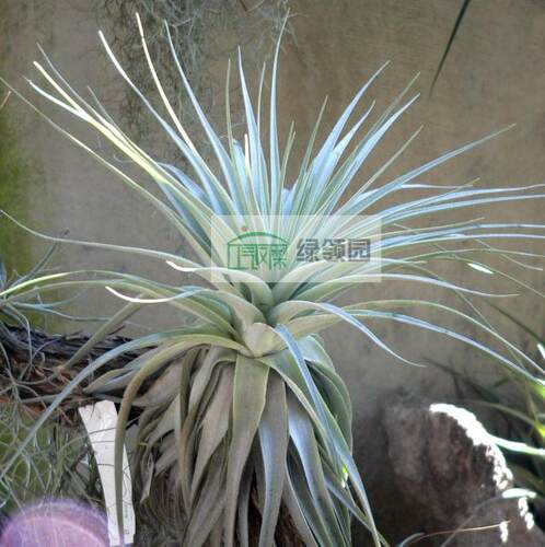 展示 空气凤梨 热带 Tillandsia gardneri Large 大型薄纱