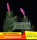 Leaf 展示 厚叶蒙大拿 Montana Thick 空气凤梨 Tillandsia
