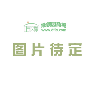 空气凤梨【展示】Tillandsia balbisana x brachycaulos 柳叶貝可