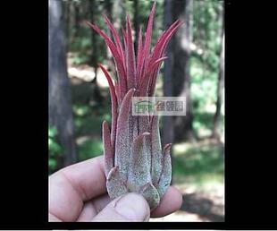 展示 空气凤梨 T. ionantha  * FUEGO RED GIANT* 福果巨种
