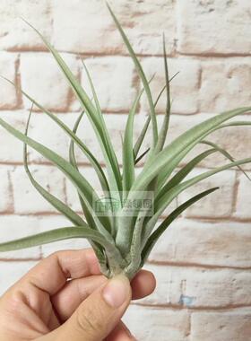 展示 空气凤梨 T.capitata yellow x concolor 卡比黄x空可乐