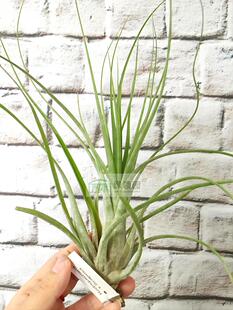 展 空凤 Tillandsia Rodriqueziana X Scaposa 杂交凤尾X精灵变种