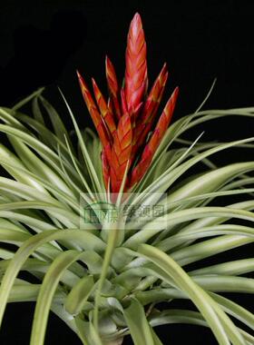 【展】T.'Enchanted (flagellata x fasciculata)费西xWU娘