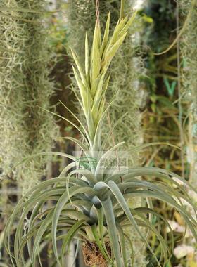 空凤【展示】T.Flexy Fella三基因杂交（旋风x空可乐）x电卷