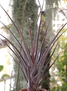 空气凤梨【展示】T. ‘Mali Dofitas’美杜莎×章鱼（红色品种）