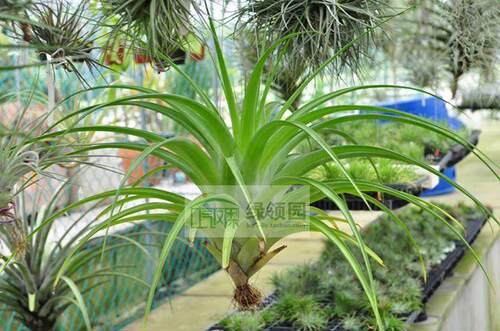 展示 空气凤梨 Tillandsia Elongata 烈焰（种株）