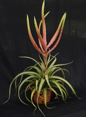 展 T.(fasciculata‘Tropiflora’x xerographica)x chiapensis