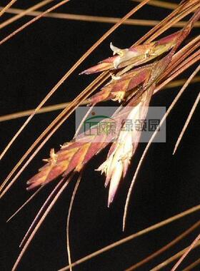 展示 空气凤梨 Tillandsia Remota Clump 雷达群生