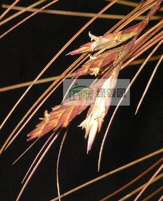 展示 空气凤梨 Tillandsia Remota Clump 雷达群生