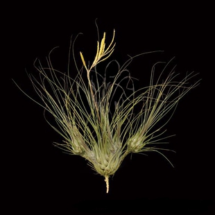 展示 空气凤梨 Tillandsia disticha Major 洋葱头变种