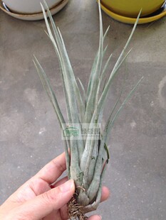 展示 空气凤梨 Tillandsia utriculata x flexuosa Giant