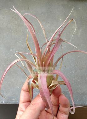 空气凤梨【展示】T.capitata Roja 卡比塔塔柔迦