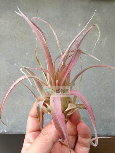 空气凤梨【展示】T.capitata Roja 卡比塔塔柔迦