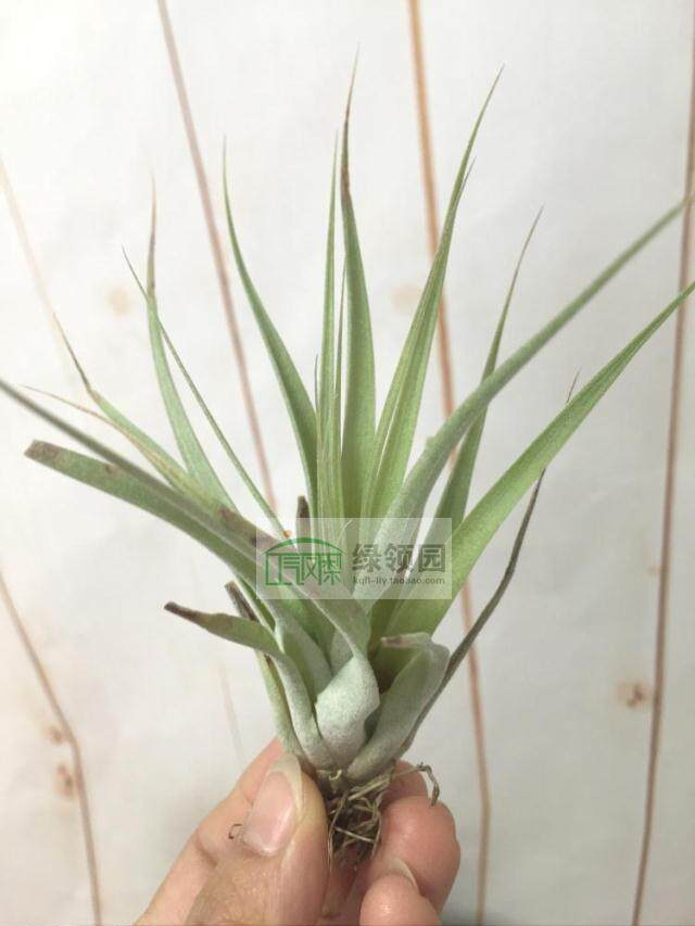展示 空气凤梨 Tillandsia Majestic Prince 香槟x红王子
