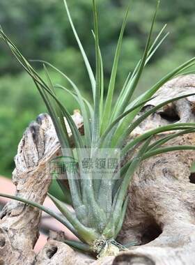 空气凤梨【展示】Tillandsia Saint Philomena 精灵x三色花