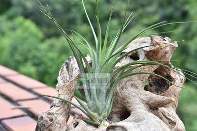 空气凤梨【展示】Tillandsia Saint Philomena 精灵x三色花