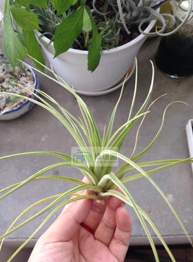 展示 空气凤梨 T.Champion compressa×红杉