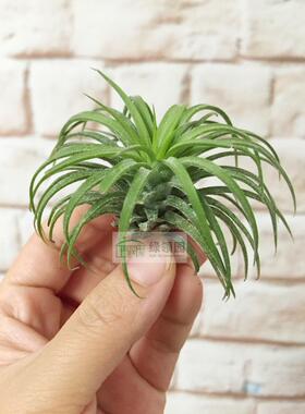 展示-T.ionantha fuego x (capitata marron x capitata yellow)