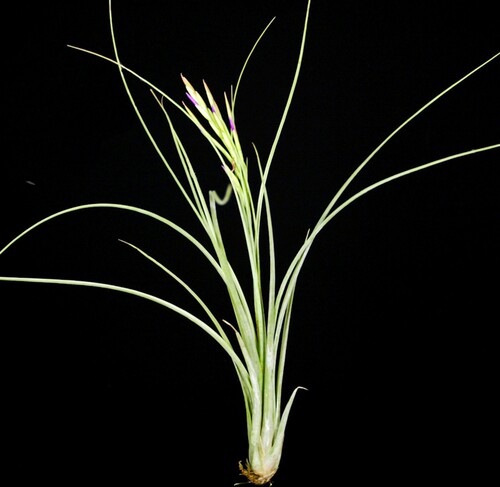 展示 空气凤梨 Tillandsia occulta 超少有飘逸型原生品种