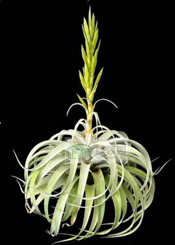 空气凤梨【展示】T.xerographica x capitata 'yellow'