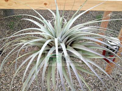 空气凤梨【展示】T. Xerographica X Fasciculata 霸王x费西