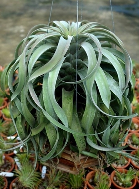 展示 空气凤梨 T.capitata 'Rio Hondo' 精选形态