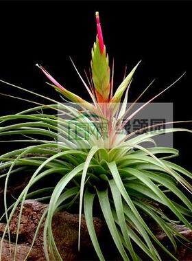 展示 空气凤梨 Tillandsia Concolor 空可乐 国际
