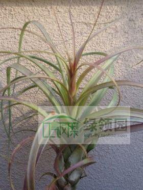 展示 空气凤梨 Tillandsia Balbisiana Giant Hybrid柳叶巨型杂交