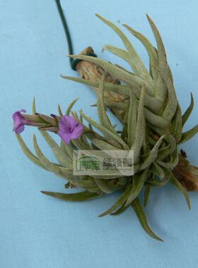 【展示】T.paleacea ssp.apurimacensis form 粗糠毛毛型变种