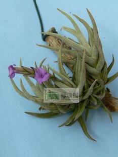 展示 T.paleacea ssp.apurimacensis form 粗糠毛毛型变种