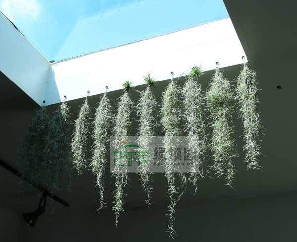 空气凤梨【展示】Tillandsia usneoides 松萝[香花品种]