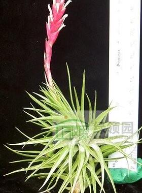 空气凤梨【展示】Tillandsia latifolia Enano 香花毒药
