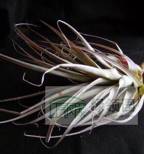 展示 空凤 Tillandsia Latifolia Prolifera 皮革质感型 变种
