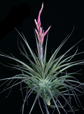 空气凤梨【展示】Tillandsia stricta x vernicosa多国×维尼戈莎