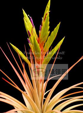 展示 空气凤梨 鸟岩 T.concolor x flabellata 空可乐x火焰