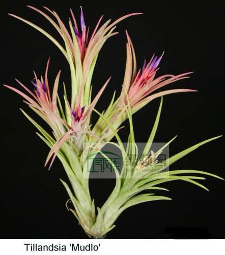 展示 空气凤梨 热带 Tillandsia 'Mudlo' 花中花x精灵 - 封面
