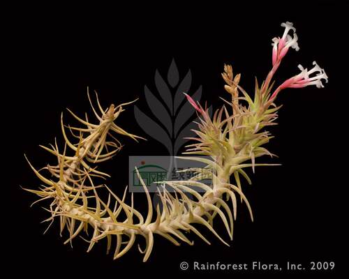 展示 空气凤梨 Tillandsia cocoensis 雨林