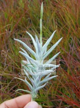 展示 Tillandsia paleacea Enano毛毛微型粗糠变种